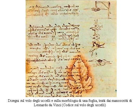 Disegni sul volo degli uccelli e sulla morfologia di una foglia, tratti dai manoscritti