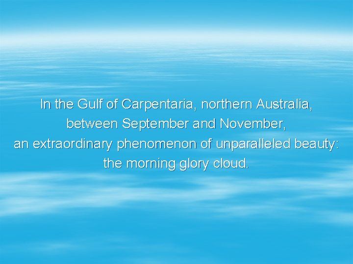 In the Gulf of Carpentaria, northern Australia, between September and November, an extraordinary phenomenon