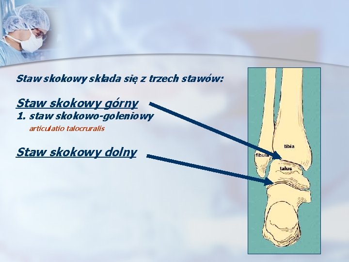 Staw skokowy składa się z trzech stawów: Staw skokowy górny 1. staw skokowo-goleniowy articulatio