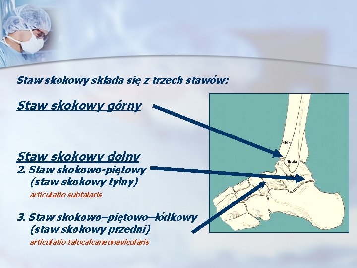 Staw skokowy składa się z trzech stawów: Staw skokowy górny Staw skokowy dolny 2.