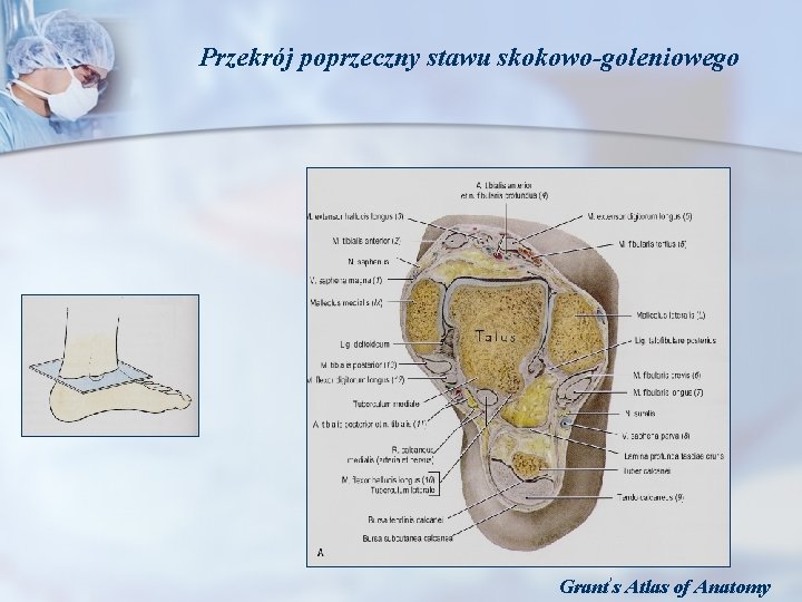 Przekrój poprzeczny stawu skokowo-goleniowego Grant’s Atlas of Anatomy 