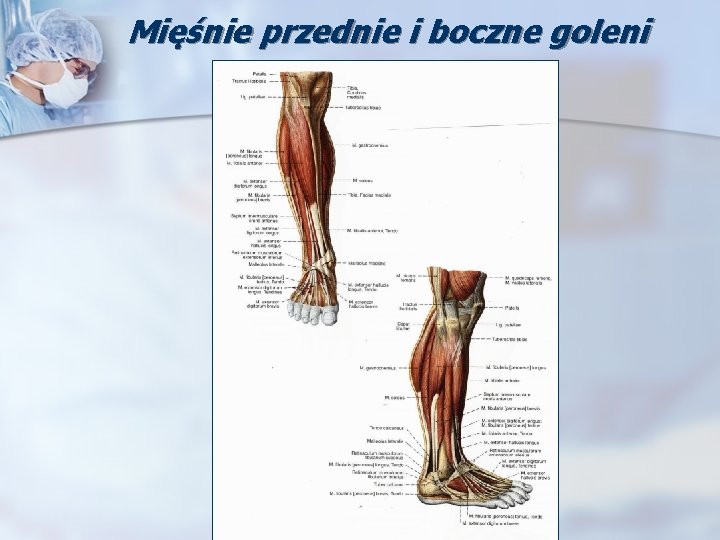 Mięśnie przednie i boczne goleni 
