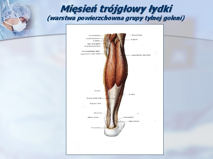 Mięsień trójgłowy łydki (warstwa powierzchowna grupy tylnej goleni) 