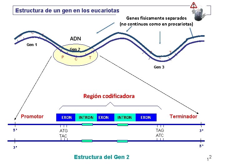 Genes físicamente separados (no continuos como en procariotas) Región codificadora EXON INTRON EXON 