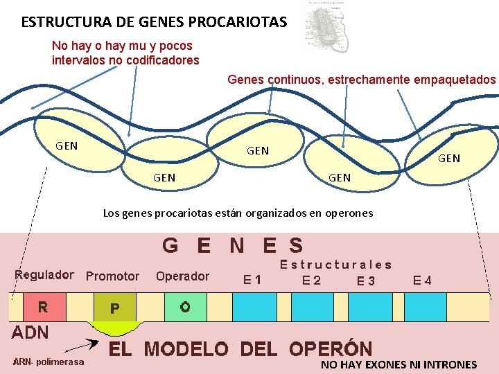 ESTRUCTURA DE GENES PROCARIOTAS No hay mu y pocos intervalos no codificadores Genes continuos,