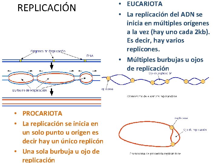 REPLICACIÓN • PROCARIOTA • La replicación se inicia en un solo punto u origen