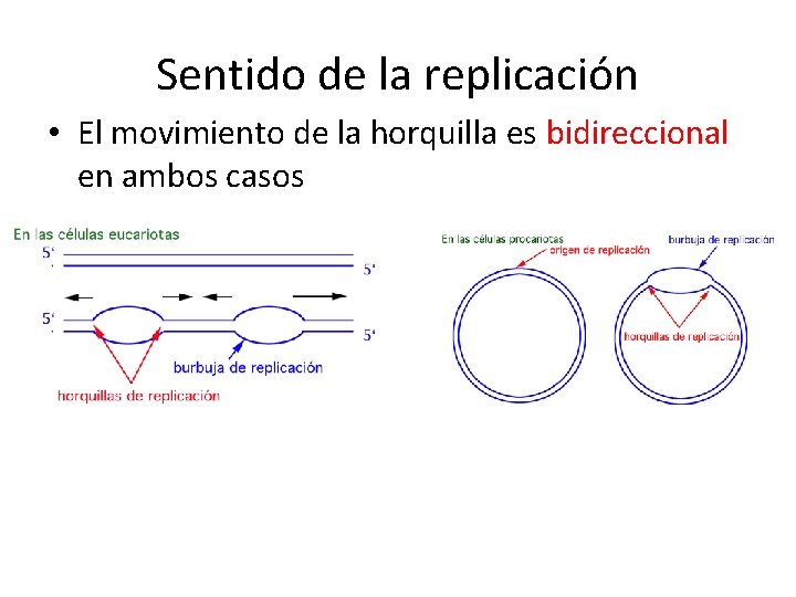 Sentido de la replicación • El movimiento de la horquilla es bidireccional en ambos