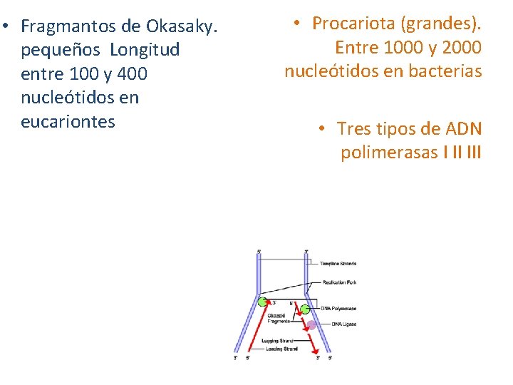  • Fragmantos de Okasaky. pequeños Longitud entre 100 y 400 nucleótidos en eucariontes