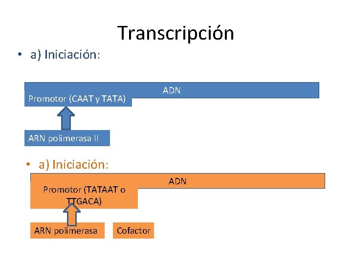  • a) Iniciación: Transcripción Promotor (CAAT y TATA) ADN ARN polimerasa II •