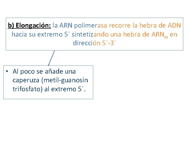 b) Elongación: la ARN polimerasa recorre la hebra de ADN hacia su extremo 5´