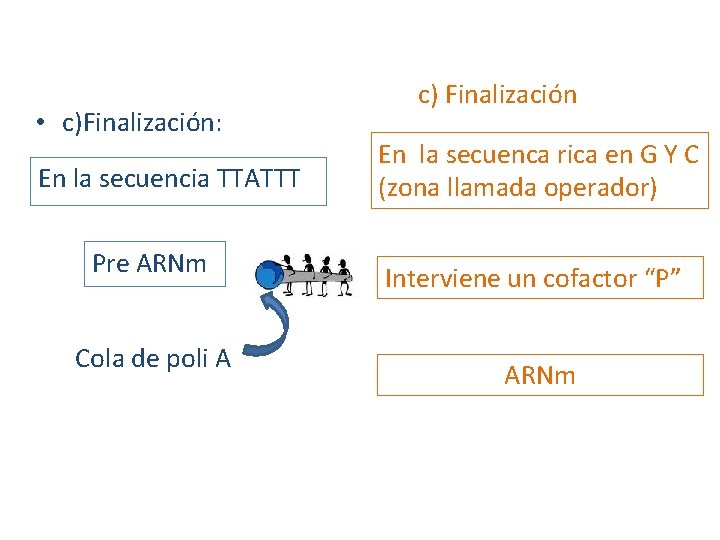  • c)Finalización: En la secuencia TTATTT Pre ARNm Cola de poli A c)