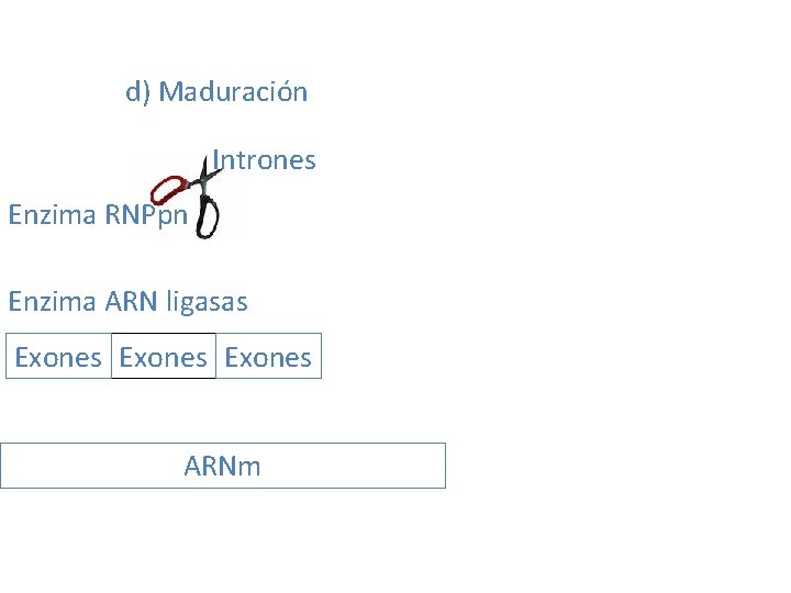 d) Maduración Intrones Enzima RNPpn Enzima ARN ligasas Exones ARNm 