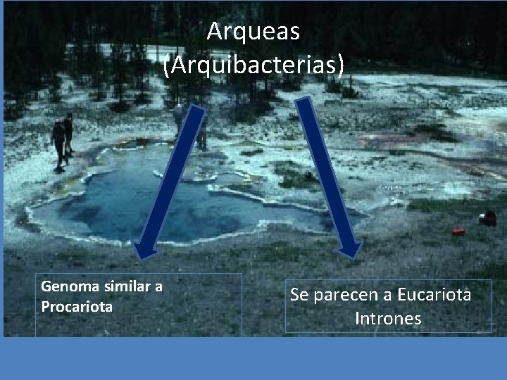 Arqueas (Arquibacterias) Genoma similar a Procariota Se parecen a Eucariota Intrones 