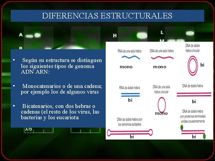 DIFERENCIAS ESTRUCTURALES • Según su estructura se distinguen los siguientes tipos de genoma ADN