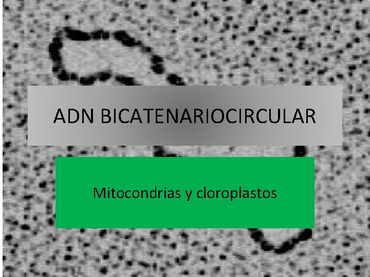 ADN BICATENARIOCIRCULAR Mitocondrias y cloroplastos 