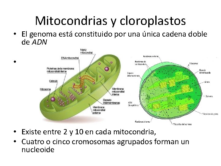 Mitocondrias y cloroplastos • El genoma está constituido por una única cadena doble de