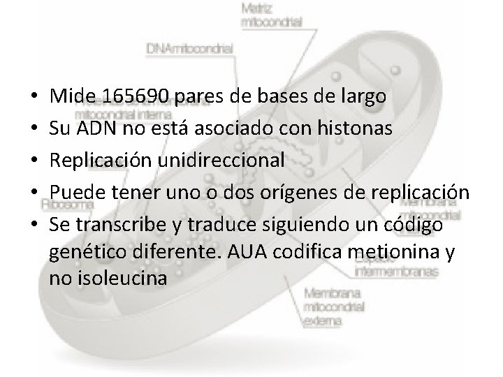  • • • Mide 165690 pares de bases de largo Su ADN no