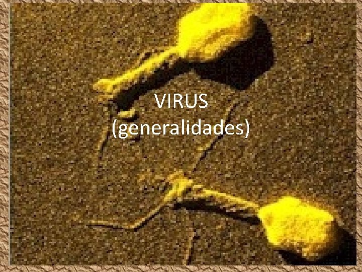 VIRUS (generalidades) 