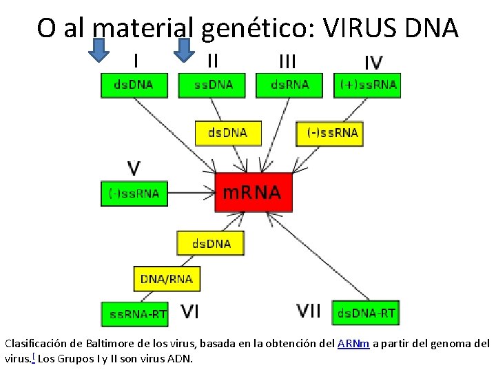 O al material genético: VIRUS DNA Clasificación de Baltimore de los virus, basada en
