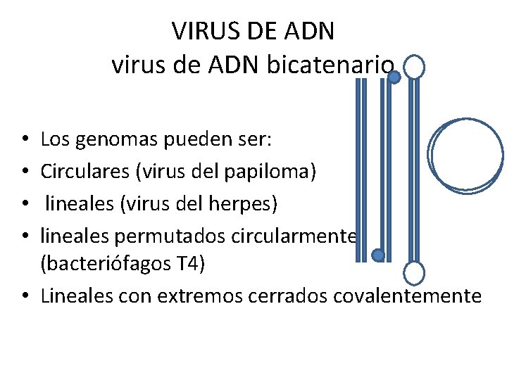 VIRUS DE ADN virus de ADN bicatenario Los genomas pueden ser: Circulares (virus del