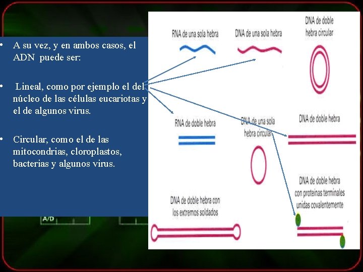  • A su vez, y en ambos casos, el ADN puede ser: •