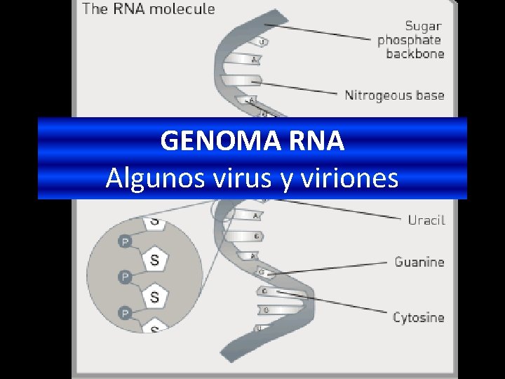 GENOMA RNA Algunos virus y viriones 