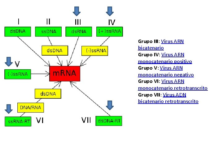 Grupo III: Virus ARN bicatenario Grupo IV: Virus ARN monocatenario positivo Grupo V: Virus