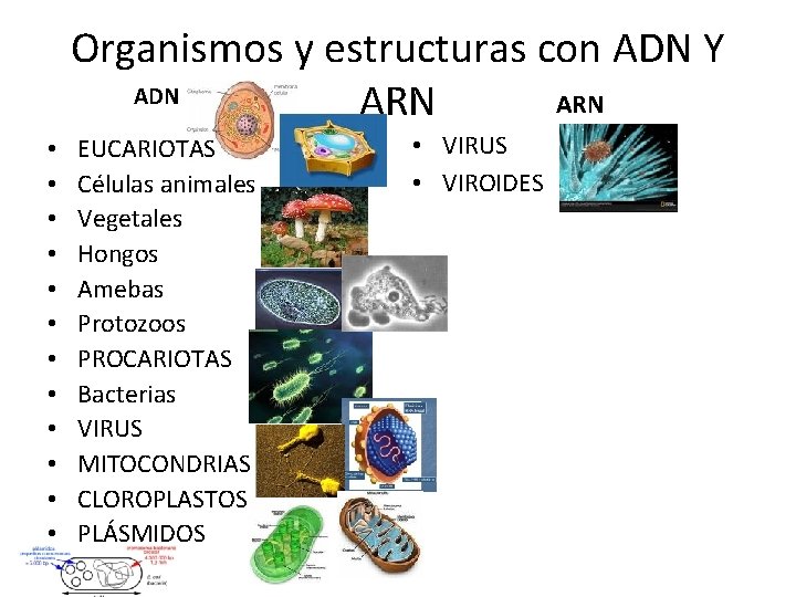 Organismos y estructuras con ADN Y ADN ARN • • • EUCARIOTAS Células animales