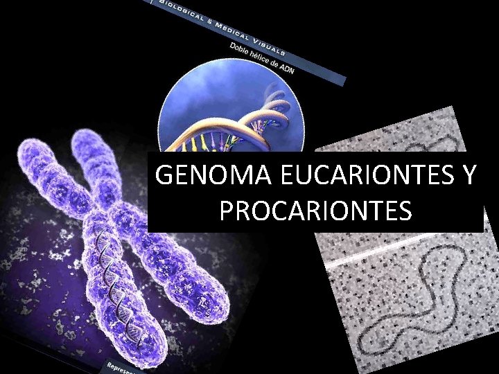 GENOMA EUCARIONTES Y PROCARIONTES 