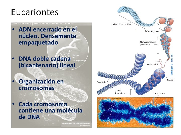 Eucariontes • ADN encerrado en el núcleo. Densamente empaquetado • DNA doble cadena (bicantenario)