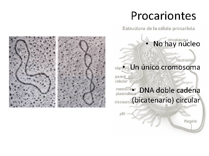 Procariontes • No hay núcleo • Un único cromosoma • DNA doble cadena (bicatenario)