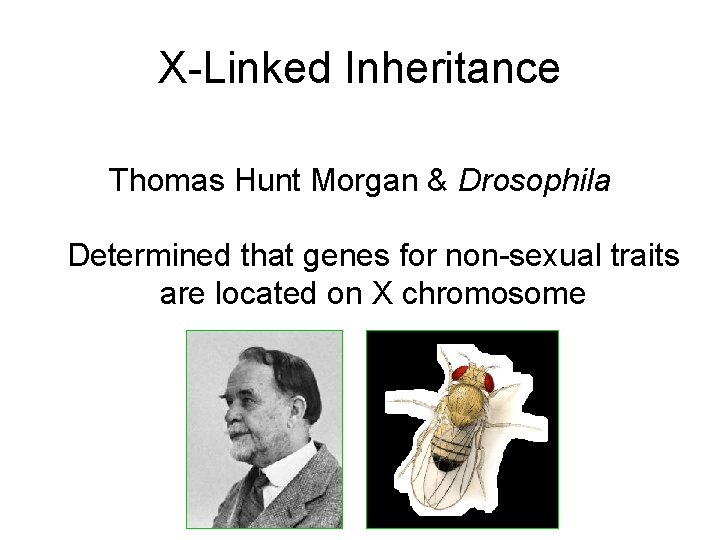 X-Linked Inheritance Thomas Hunt Morgan & Drosophila Determined that genes for non-sexual traits are