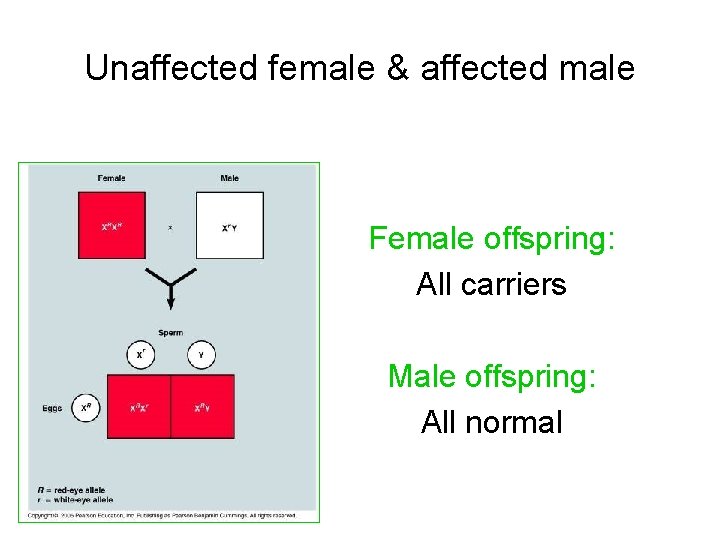 Unaffected female & affected male Female offspring: All carriers Male offspring: All normal 