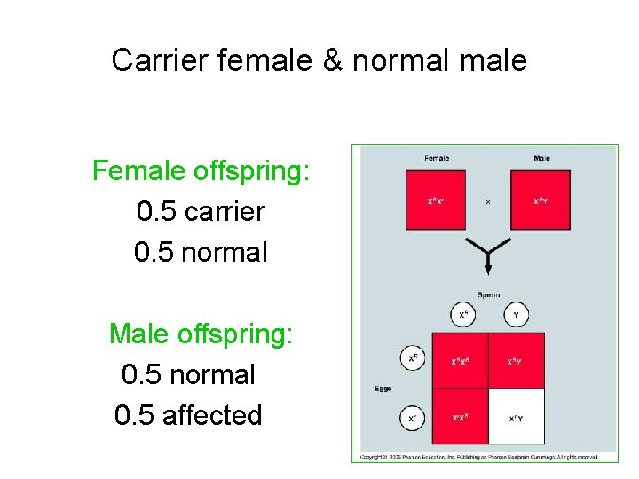 Carrier female & normal male Female offspring: 0. 5 carrier 0. 5 normal Male