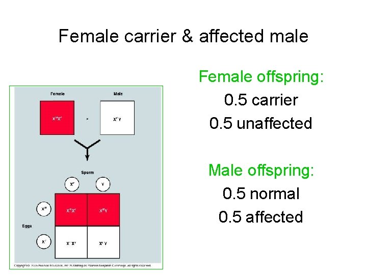 Female carrier & affected male Female offspring: 0. 5 carrier 0. 5 unaffected Male