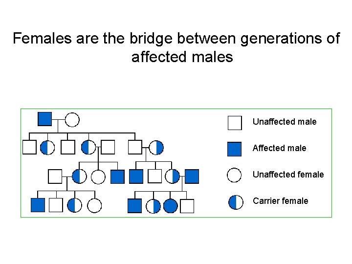 Females are the bridge between generations of affected males Unaffected male Affected male Unaffected