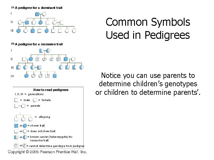 A pedigree for a dominant trait I Common Symbols Used in Pedigrees II III