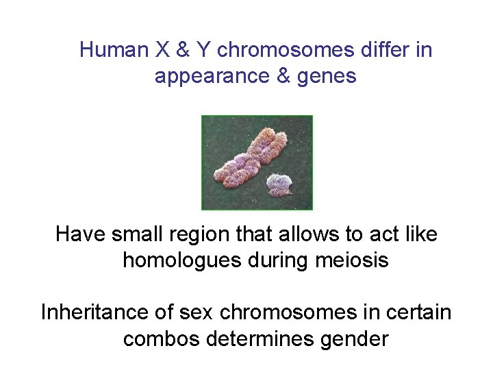 Human X & Y chromosomes differ in appearance & genes Have small region that