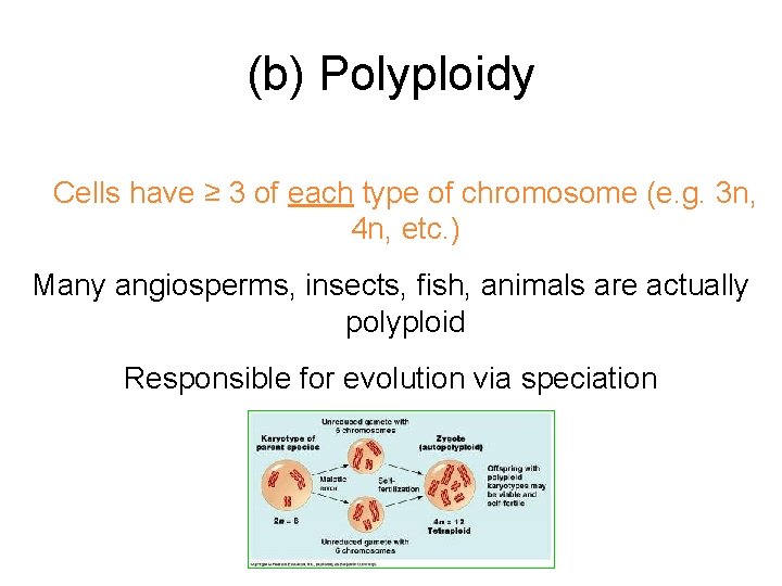 (b) Polyploidy Cells have ≥ 3 of each type of chromosome (e. g. 3