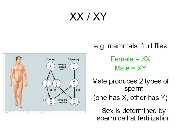 XX / XY e. g. mammals, fruit flies Female = XX Male = XY
