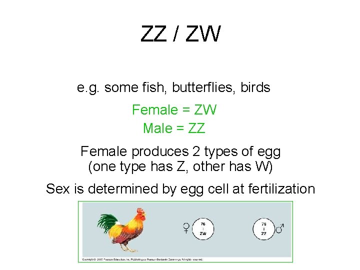 ZZ / ZW e. g. some fish, butterflies, birds Female = ZW Male =