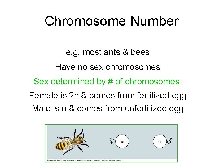 Chromosome Number e. g. most ants & bees Have no sex chromosomes Sex determined