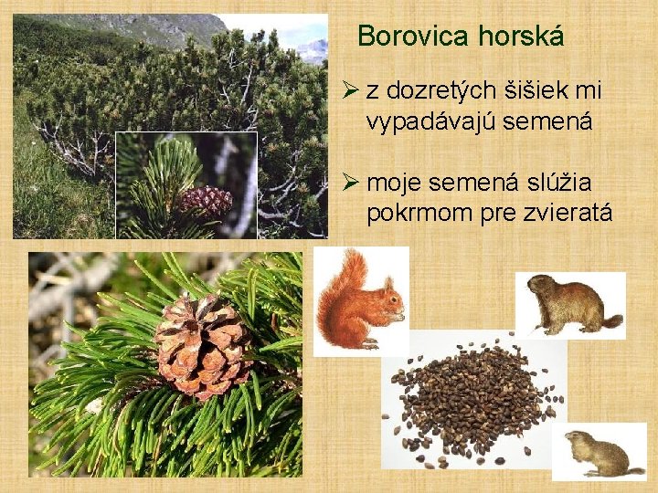 Borovica horská Ø z dozretých šišiek mi vypadávajú semená Ø moje semená slúžia pokrmom