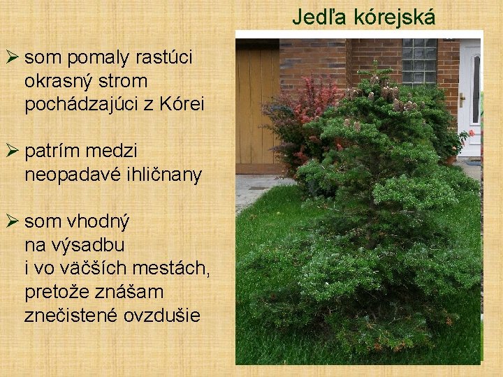 Jedľa kórejská Ø som pomaly rastúci okrasný strom pochádzajúci z Kórei Ø patrím medzi Jedľa kórejská Ø som pomaly rastúci okrasný strom pochádzajúci z Kórei Ø patrím medzi