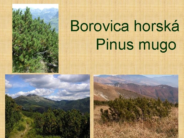 Borovica horská Pinus mugo 