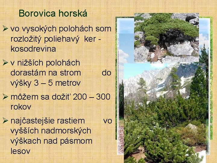 Borovica horská Ø vo vysokých polohách som rozložitý poliehavý ker kosodrevina Ø v nižších