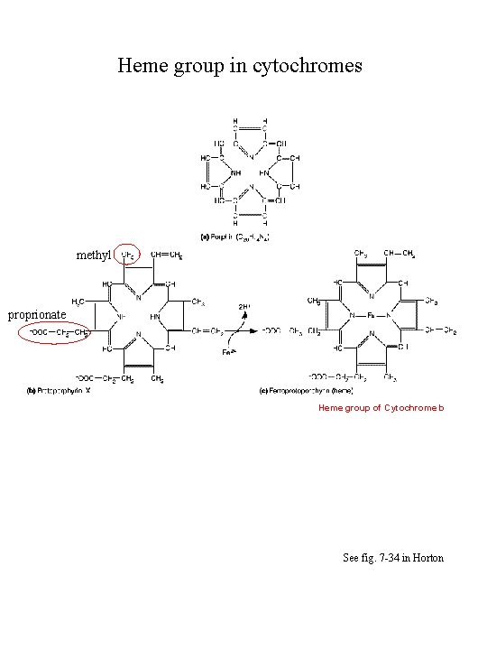 Heme group in cytochromes methyl proprionate Heme group of Cytochrome b See fig. 7