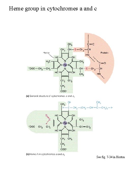 Heme group in cytochromes a and c See fig. 7 -34 in Horton 