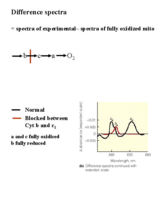 Difference spectra = spectra of experimental– spectra of fully oxidized mito b c a