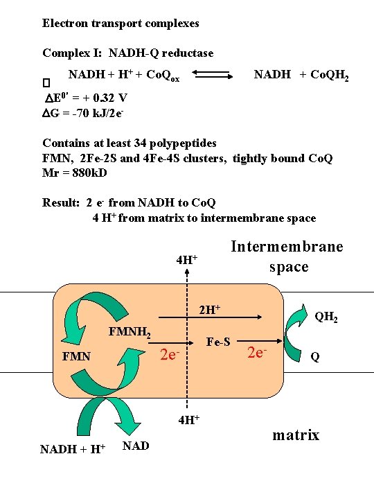 Electron transport complexes Complex I: NADH-Q reductase NADH + H+ + Co. Qox NADH